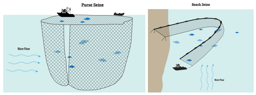 Combined illustration of a beach seine and purse seine