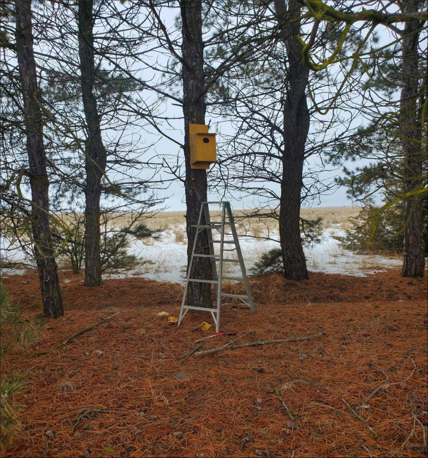 Kesrel Box in tree