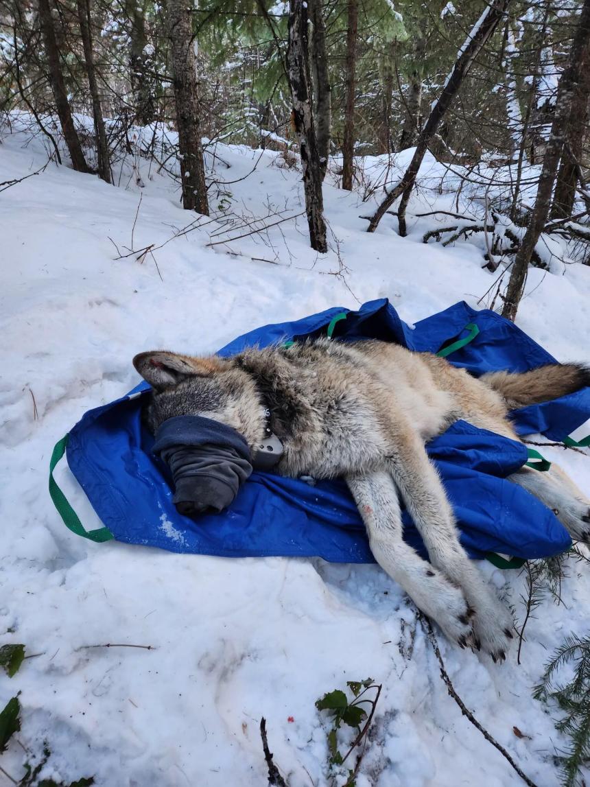 Wolf captured during annual survey