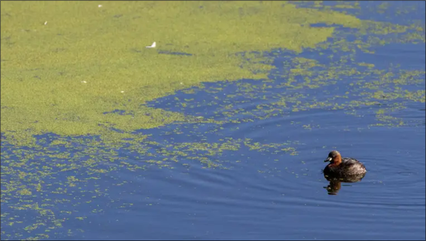 A blue-green algae bloom 