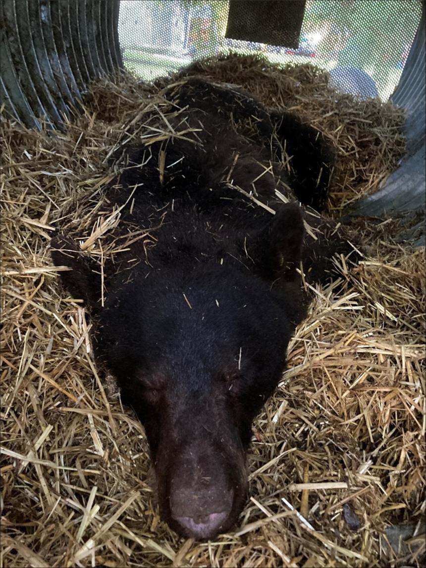 Sedated adult female black bear in a culvert-style bear trap.