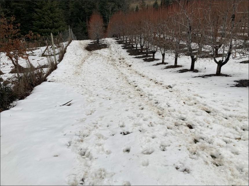 Elk tracks in the snowy orchard.