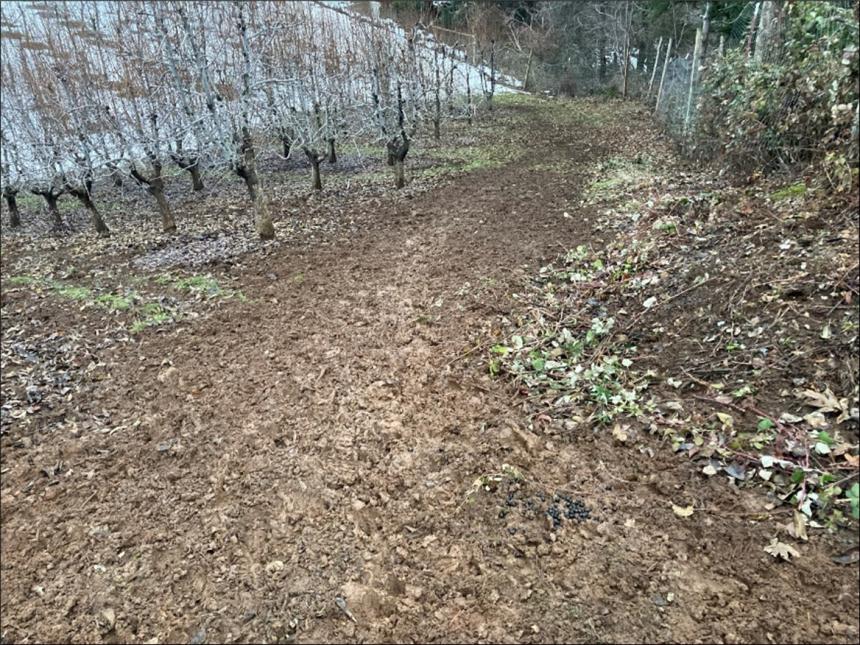 Elk tracks and scat in the orchard. Churned-up mud from elk traffic.