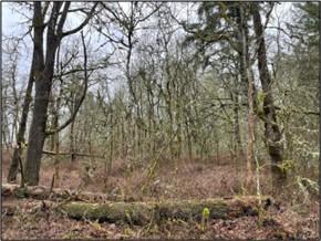 Scatter Creek-Oak woodland immediately before treatment