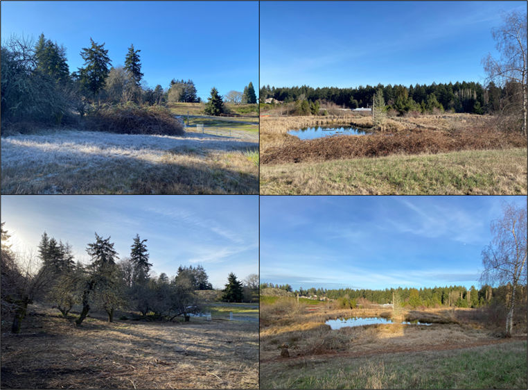 Before and after photos of blackberry removal around the Western Pond Turtle habitat at South Puget Sound Wildlife Area.