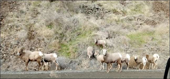 A herd of bighorn sheep along a roadside