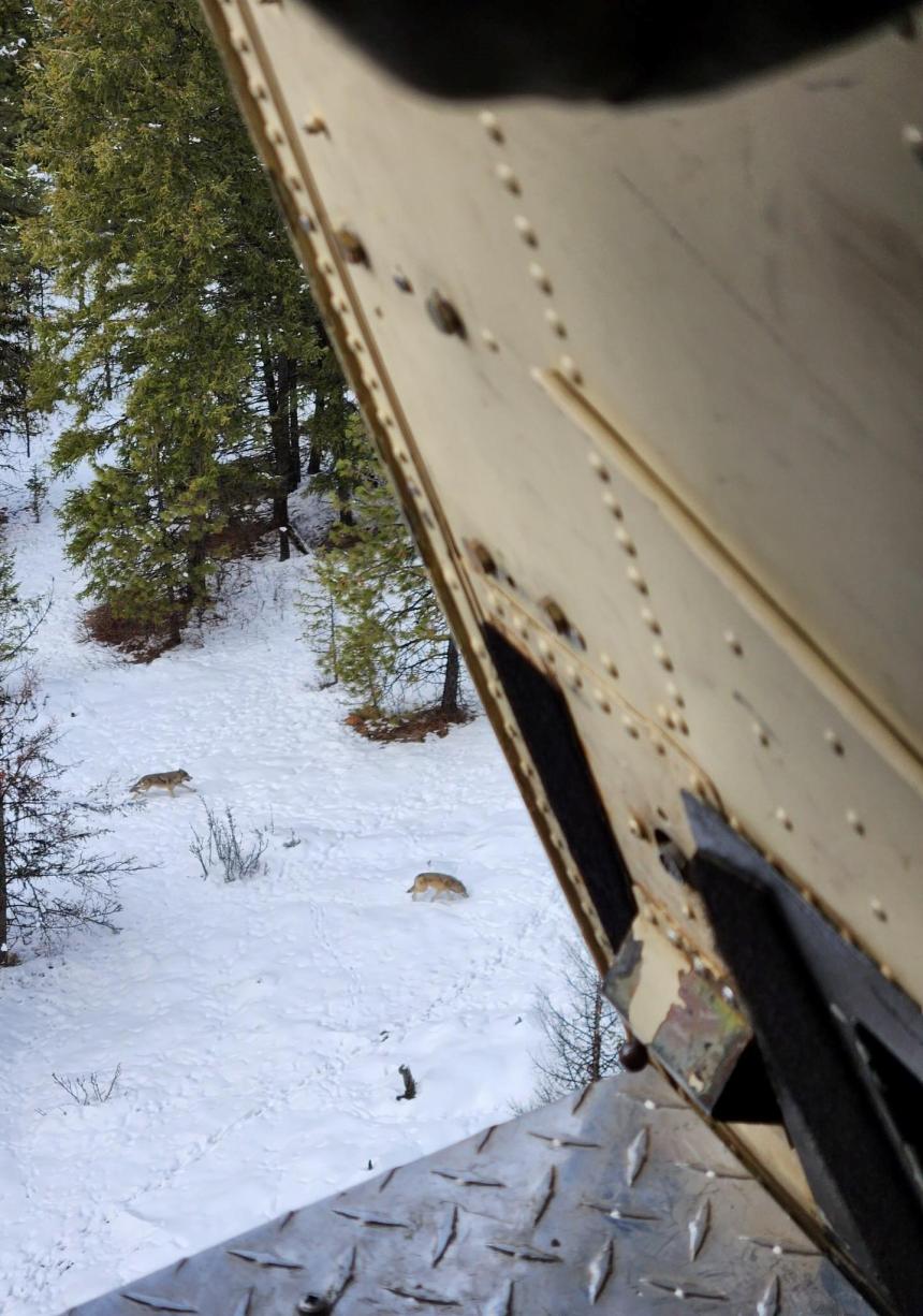 View of wolves from helicopter during survey operation