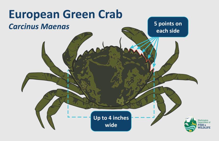 European green crab identification graphic 2023