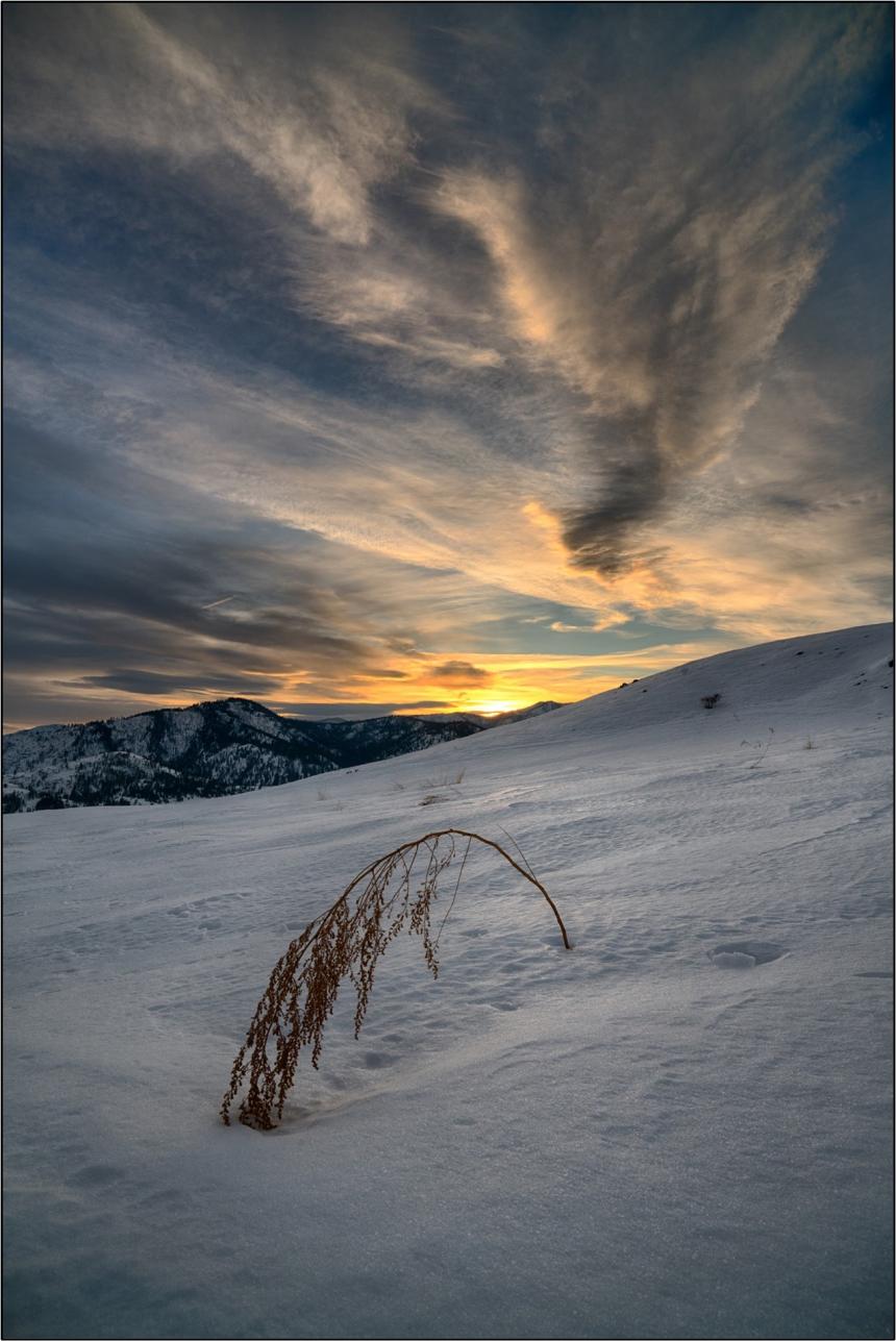 A tarragon poking through the snow at Silver Hill