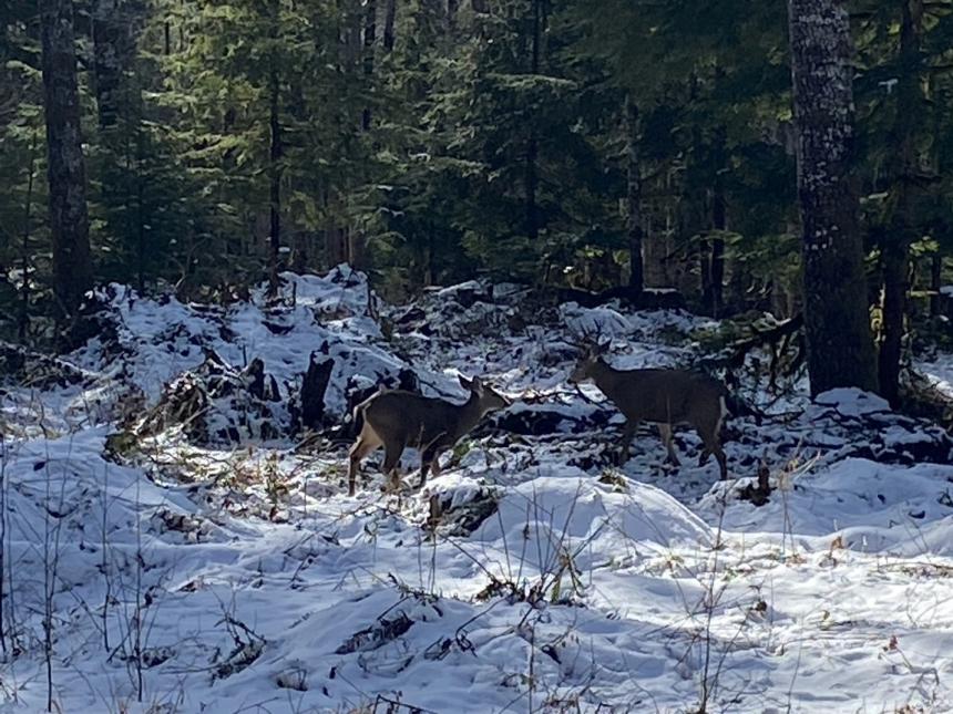 Mature and button buck in the Green River Unit