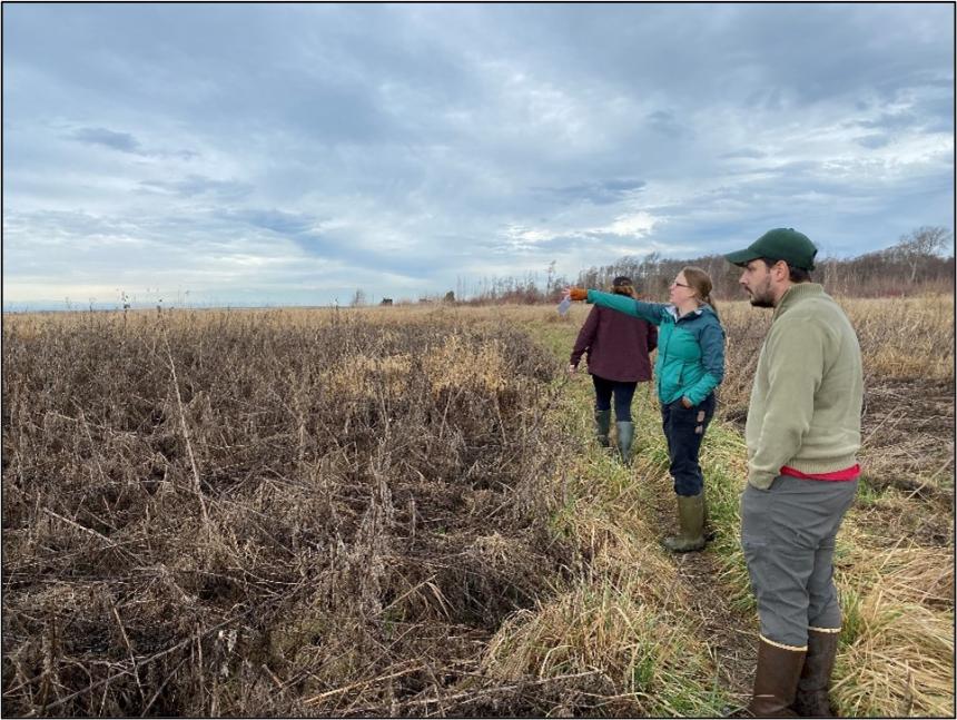 Three people looking at invasive teasel patches