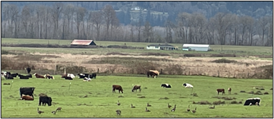A shot of a field with geese and cattle.