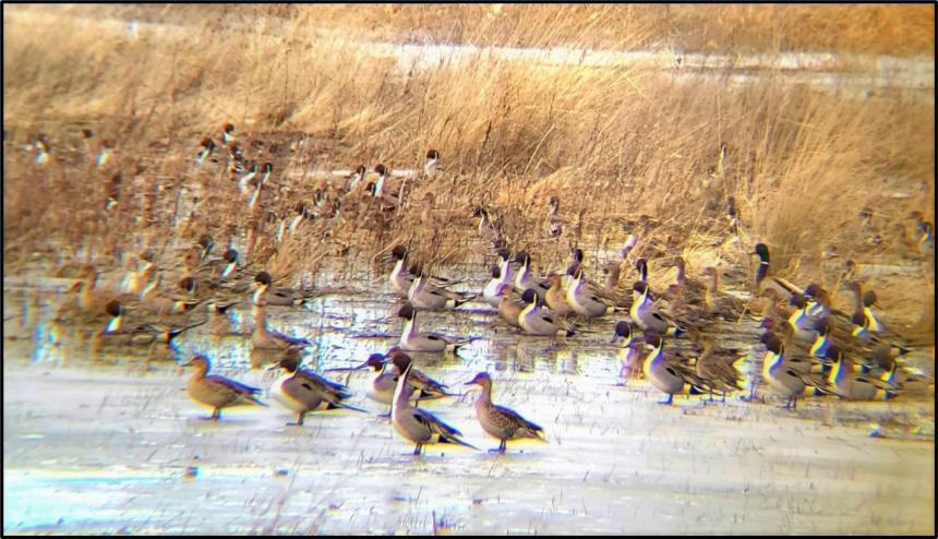 A flock of pintail ducks