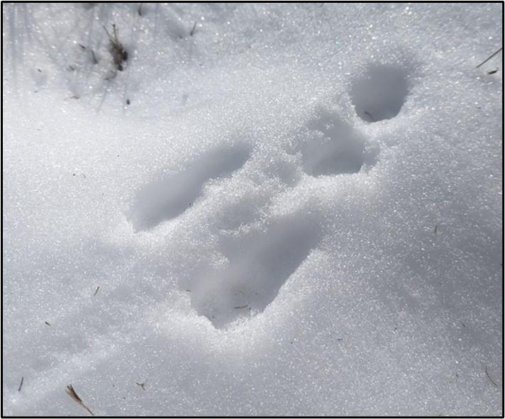 A pygmy rabbit track in the snow