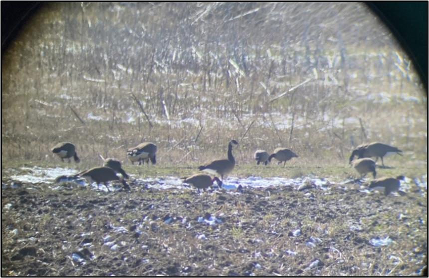 Dusky geese spotted through a lens
