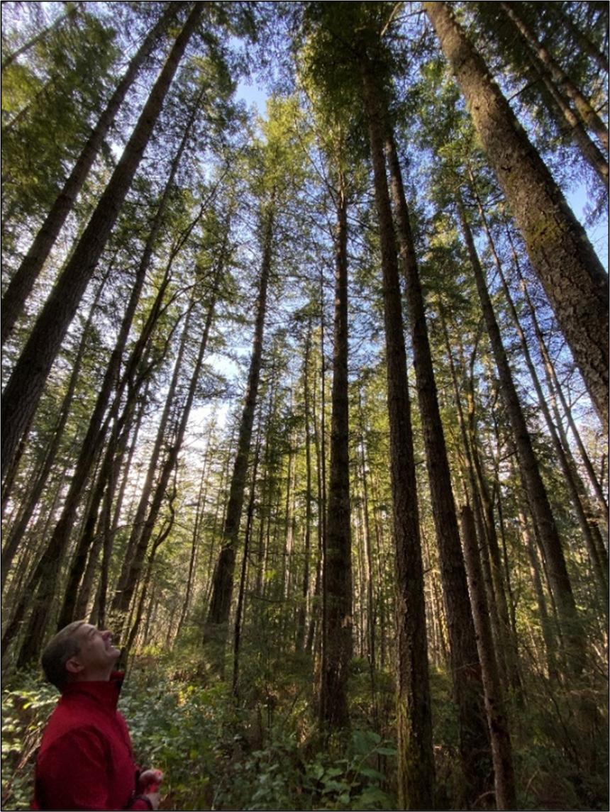 A picture looking up into a tree canopy