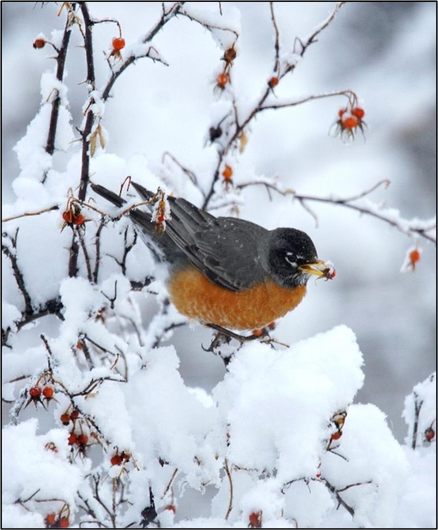A robin on a snowy Nootka rose.