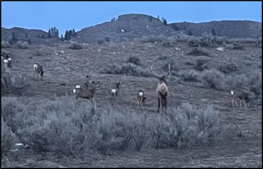 A herd of mule deer outside of Loomis.