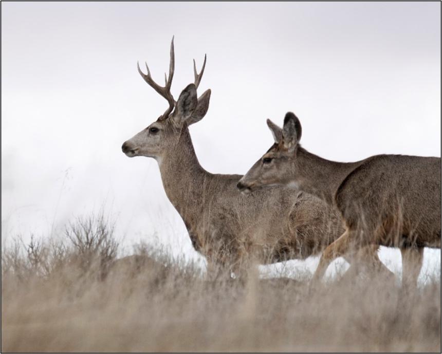 Two mule deer.