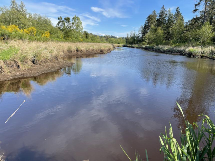 WDFW seeks public input on draft Ebey Island management plan ...