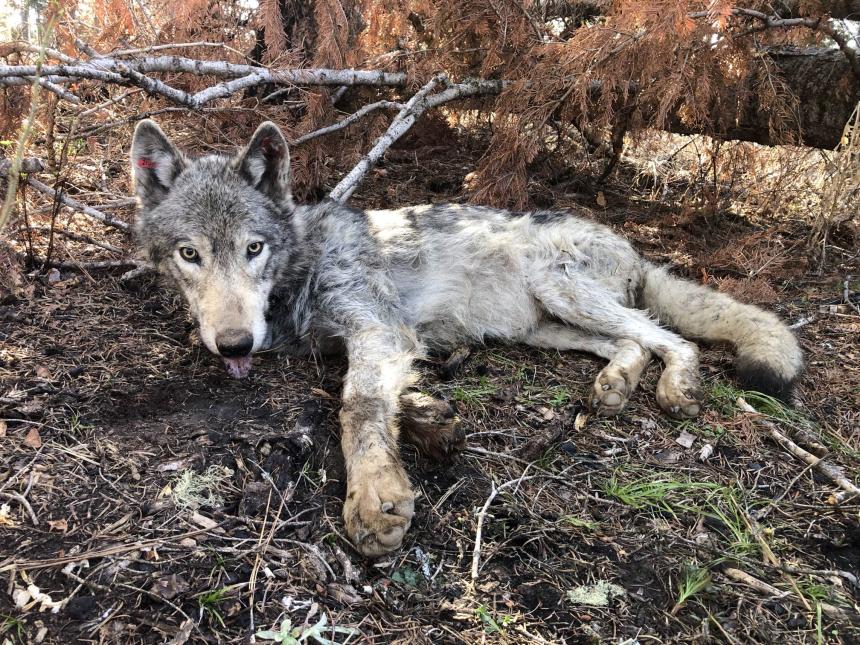 Wolf captured and waking up from immobilization