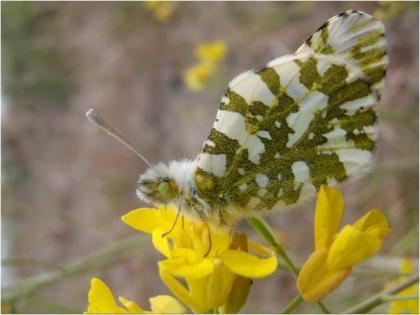 A white and yellow-green mottled butterfly sitting on a yellow flower