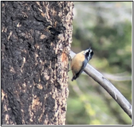 A red-breasted nuthatch excavating a nest cavity pauses to listen to broadcasted white-headed woodpecker calls.