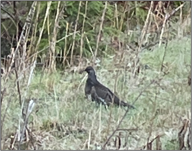 A sooty grouse.
