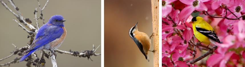 a collage of three songbirds. Left to right a western bluebird, a red-breasted nuthatch, and an American goldfinch.