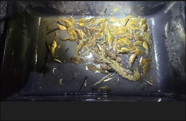 A collection of bullfrog tadpoles.