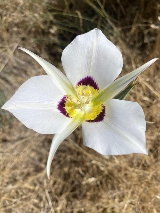 Green-banded mariposa lily