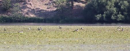 Western grebe nests observed during a survey on Long Lake.