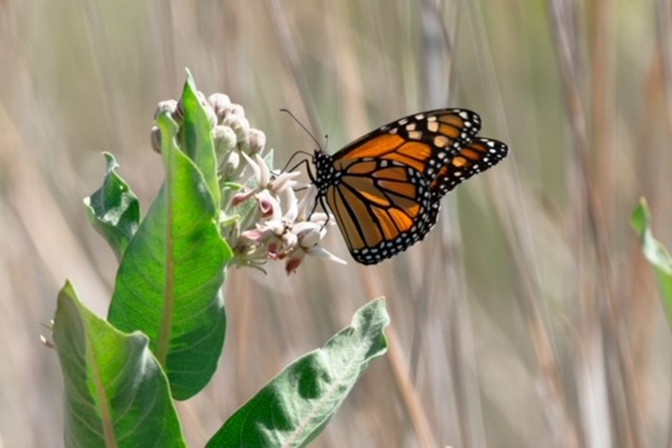 Monarch butterfly captured by Sunnyside/Snake River