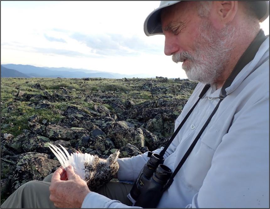 Research Scientist processing a female Mount Rainier white-tailed ptarmigan