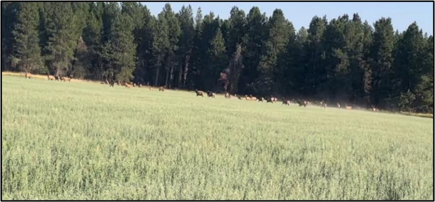 Elk running through the oat field after being hazed by a tractor. 