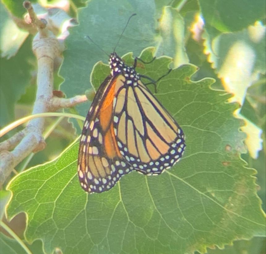 A female monarch butterfly resting on McNary National Wildlife Refuge