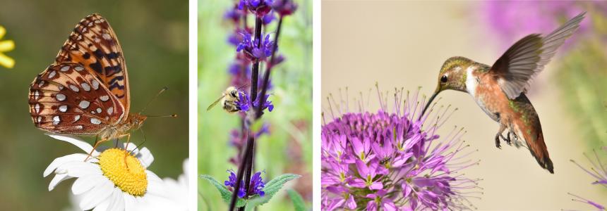 Pollinators on a diversity of flower types