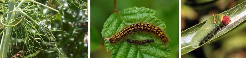 Anise swallowtail, western tent, and pale tiger swallowtail caterpillars