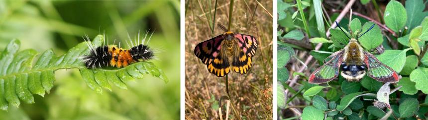 collage of moths