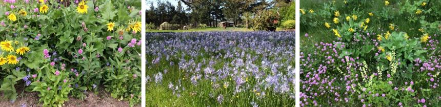 Wildflower meadow that can be mowed as a more traditional lawn from July-March