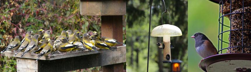 Collage of birds at various bird feeders