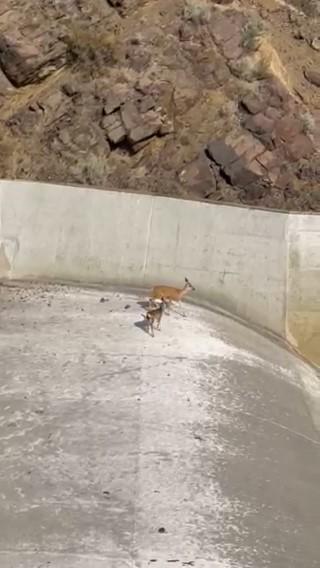 Two deer stuck at Wenas Dam