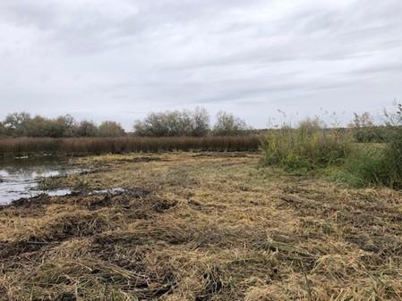 Freshly mowed pond in the Bailie Unit.