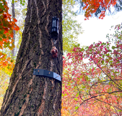 A bait station composed of lure dispenser, beef bone, and hair snare belt.