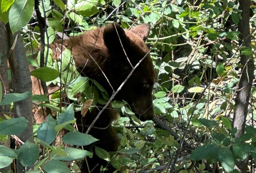 A young black bear (in a brown color phase) along a riparian corridor in the Methow Wildlife Area. 