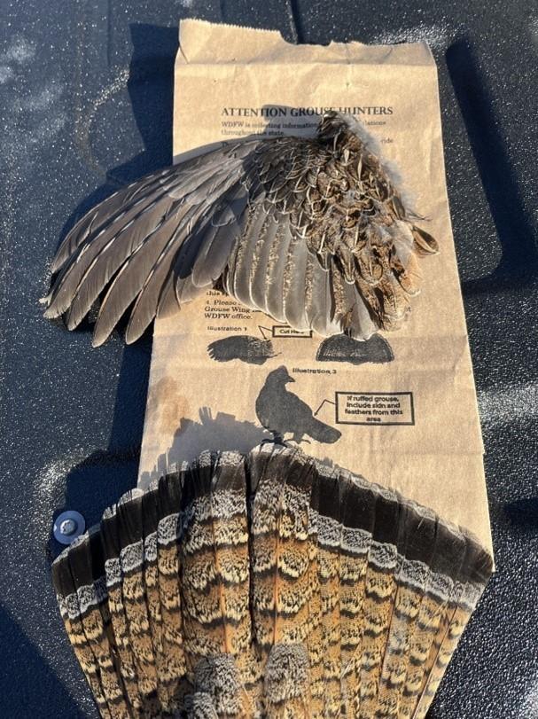 Ruffed grouse wing and tail collected from a grouse wing barrel in Spokane County. 