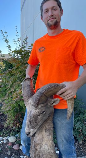 Bighorn sheep harvested in the Lincoln Cliffs Unit.