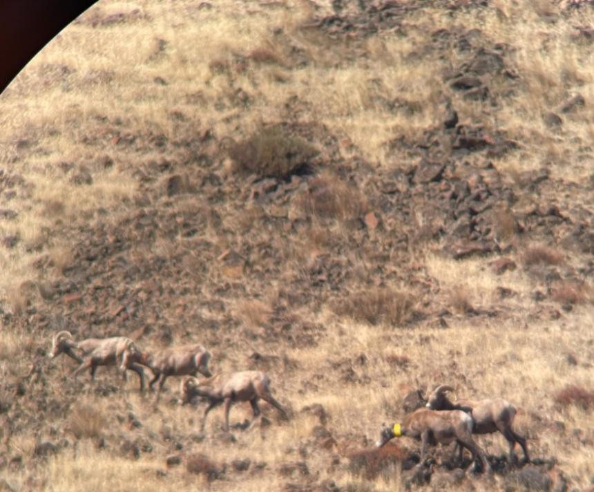 Region 3 bighorn sheep being counted as part of a survey.