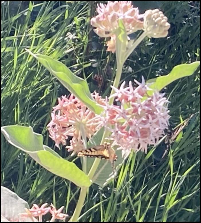 A swallow-tail butterfly on a common milkweed