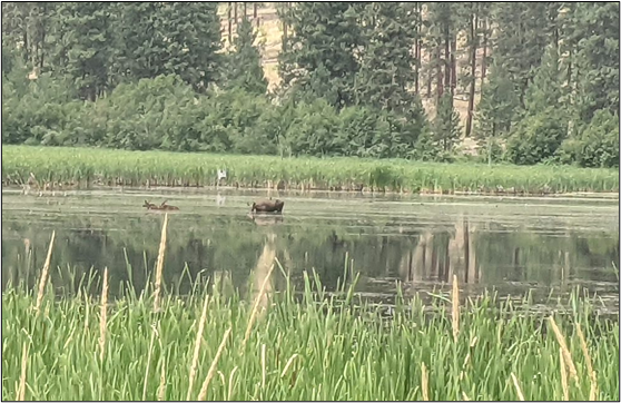 Moose cow and calves in Forde Lake